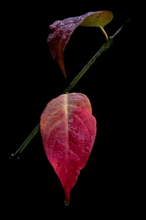 feuille_goute Kopie.jpg