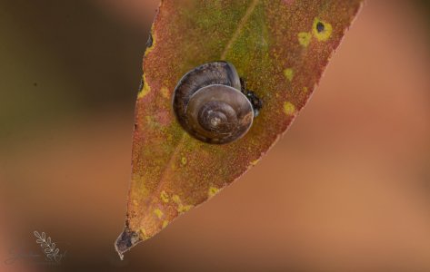 DSC_5124-Bearbeitet.jpg DSC_5124-Bearbeitet.jpg