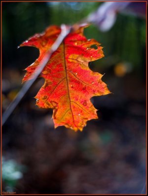 Bild - 10.jpg Bild - 10.jpg