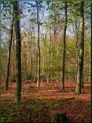 Bild - 13.jpg Bild - 13.jpg