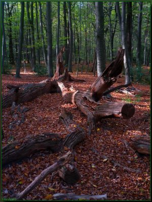 Bild - 14.jpg Bild - 14.jpg