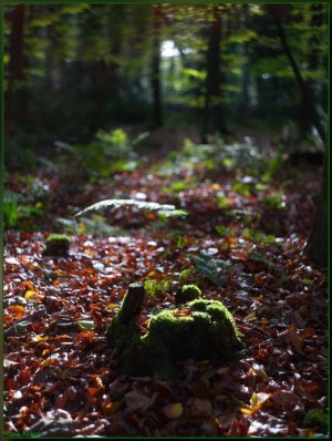 Bild - 18.jpg Bild - 18.jpg