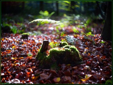 Bild - 19.jpg Bild - 19.jpg