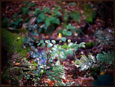 Bild - 26.jpg Bild - 26.jpg