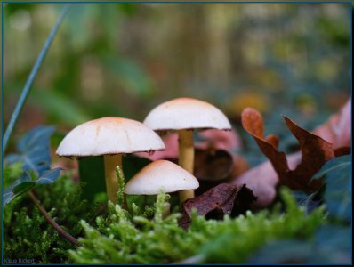 Bild - 30.jpg Bild - 30.jpg