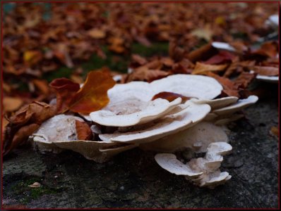 Bild - 31.jpg Bild - 31.jpg