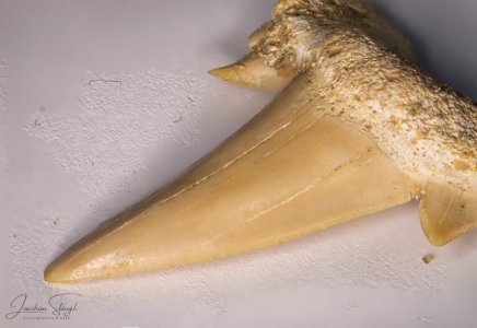 Sharktooth.jpg Sharktooth.jpg