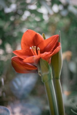 Amaryllis_50D-RA4.jpg