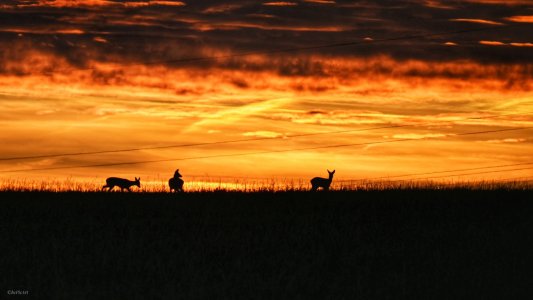 Rehe im Sonnenuntergang .jpeg