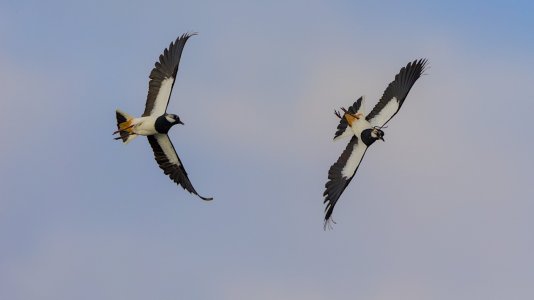 Ochsenmoor(Kiebitze im Balzflug)-3V5A0603-(20230319).jpg Ochsenmoor(Kiebitze im Balzflug)-3V5A0603-(20230319).jpg