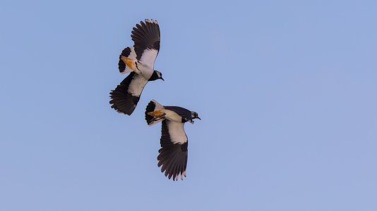 Ochsenmoor(Kiebitze im Balzflug)-3V5A0620-(20230319).jpg Ochsenmoor(Kiebitze im Balzflug)-3V5A0620-(20230319).jpg