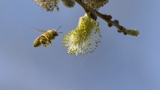 Wardenburg(Honigbiene)-3V5A1308-(20230407).jpg Wardenburg(Honigbiene)-3V5A1308-(20230407).jpg