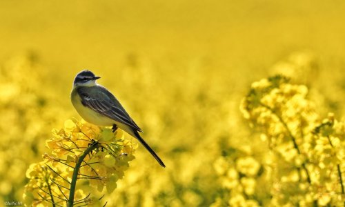 Schafstelze im Rapsfeld 01.jpeg
