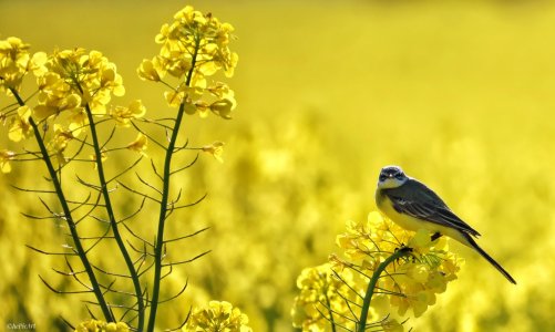 Schafstelze  im Raps.jpeg