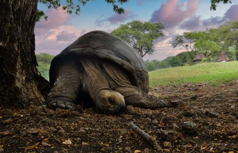 Riesen Landschildkröte.jpg