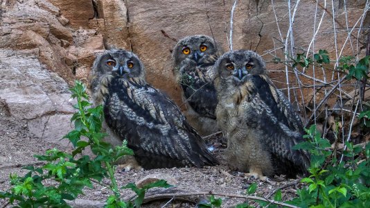 Vlotho(Junge Uhus)-1S9A2509-(20230528)_01.jpg