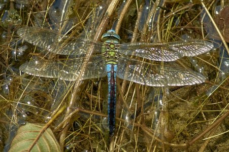 DSC00179Tamron BBAR 3.8-4.0 80-210 Libelle Eiablagekl.jpg