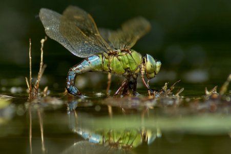 DSC00157Tamron BBAR 3.8-4.0 80-210 Libelle Eiablagekl.jpg