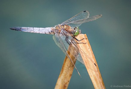 2023-07-10 18-41-27 (C,Smoothing4)-Bearbeitet.jpg