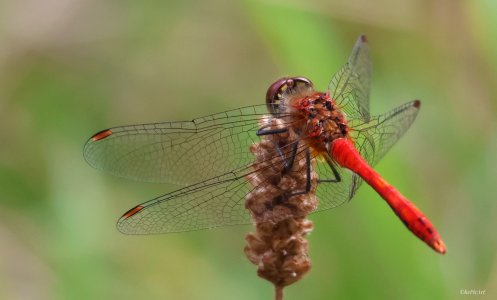 Blutrote Heidelibelle 1.jpeg