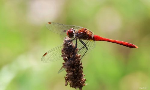 Blutrote Heidelibelle .jpeg