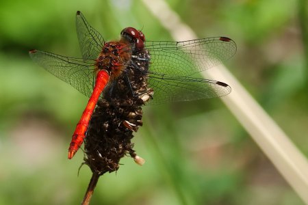 Blutrote Heidelibelle()-1S9A6837-(20230716).jpg