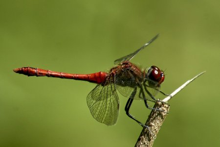 DSC00127Minolta AF 4.5-5.6 75-300 Libelle Tümpel Weserradwegkl.jpg
