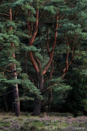 Kiefer und  Heide .jpeg