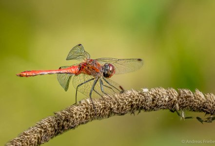 2023-09-06 21-38-16 (A,Radius8,Smoothing4)t.jpg