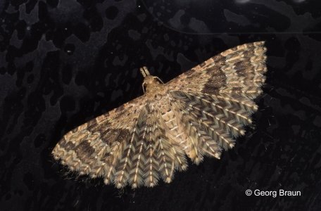 © Alucita_Hexadactyla_.jpg © Alucita_Hexadactyla_.jpg