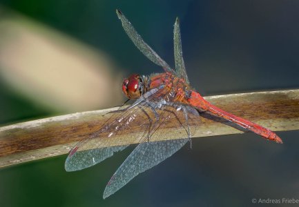 2023-09-15 18-37-02 (B,Radius8,Smoothing5).jpg