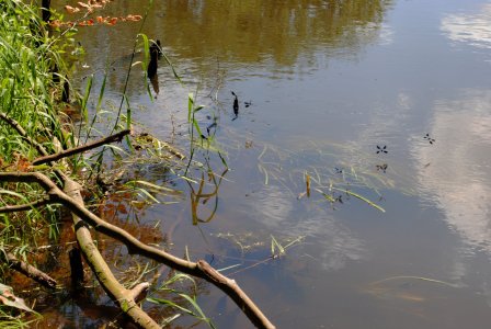 Calopteryx_virgo#Blauflügel-Prachtlibelle Eldorado.jpg