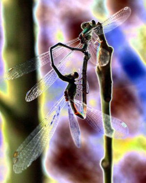Weidenjungfer_Paarungsrad_Solarisation.jpg