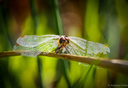 2023-09-20 15-41-32 (B,Radius8,Smoothing5).jpg