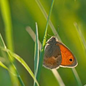 Stack_P1532538_f.jpg Stack_P1532538_f.jpg