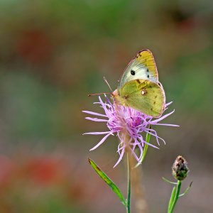 Stack_P1532668_f.jpg Stack_P1532668_f.jpg