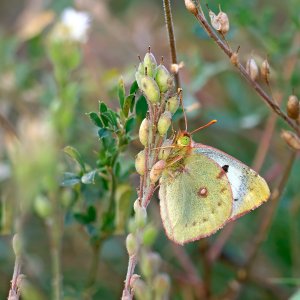 Stack_P1532727_fPS.jpg Stack_P1532727_fPS.jpg