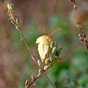 Stack_P1532782_f.jpg Stack_P1532782_f.jpg