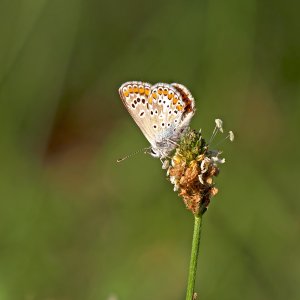 Stack_P1521344_f.jpg Stack_P1521344_f.jpg