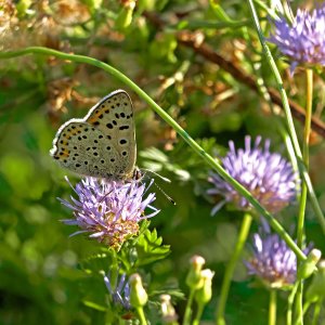 P1532164PS_f.jpg P1532164PS_f.jpg