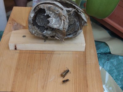 DSCF5676a.jpg DSCF5676a.jpg