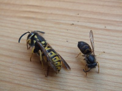 DSCF5678a.jpg DSCF5678a.jpg