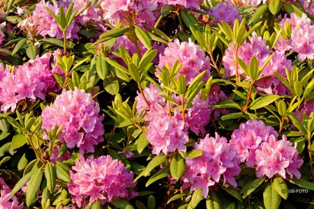 7D-Takumar-Rhododendron-©_1600.jpg