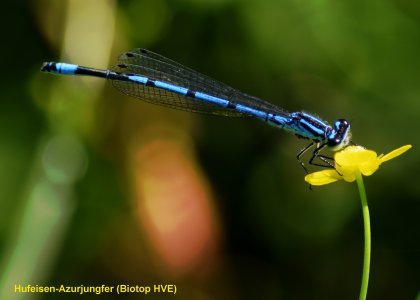 Hufeisen-Azurjungfer-Biotop-HVE_w.jpg