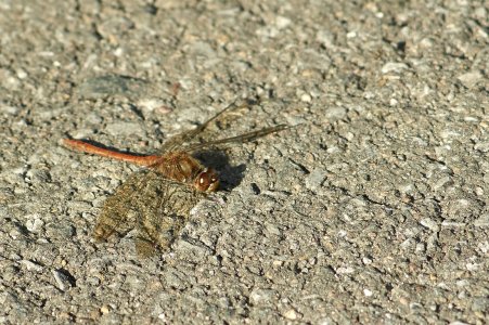 DSC01430 Konica 3.5 200 Libelle  Weserradweg kl.jpg