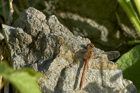 DSC01453 Konica 3.5 200 Libelle  Weserradweg kl.jpg