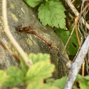 DSC01456 Konica 3.5 200 Libelle  Weserradweg kl.jpg