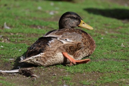 Ente 1.jpg Ente 1.jpg