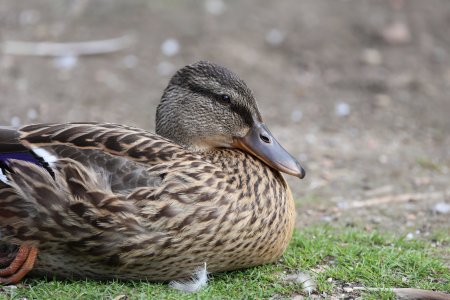 Ente 2.jpg Ente 2.jpg