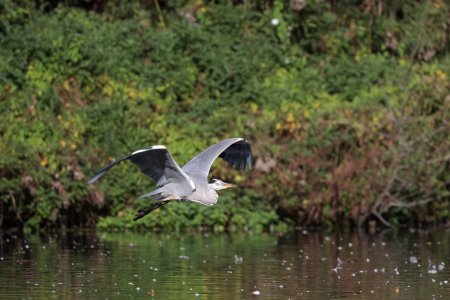 Reiher 1.jpg Reiher 1.jpg